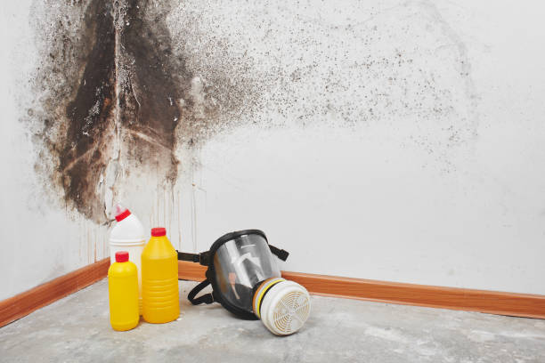 Best Attic Mold Removal  in Weldon, NC