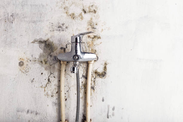 Best Emergency Mold Removal  in Weldon, NC