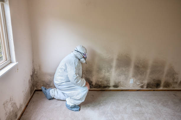 Best Mold Remediation Services  in Weldon, NC