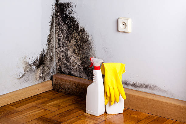 Best Mold Damage Repair  in Weldon, NC