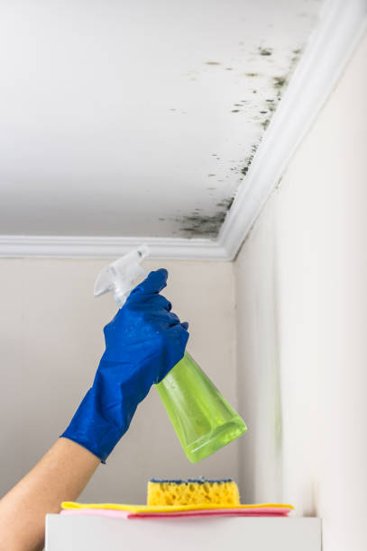 Best Professional Mold Removal  in Weldon, NC