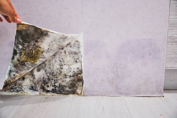 Weldon, NC Mold Removal Company